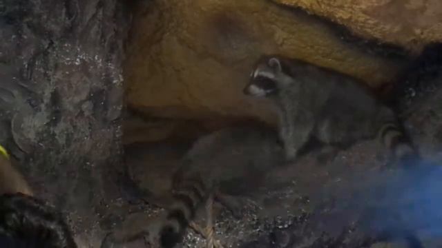 еноты в анапе 2019 смотреть онлайн