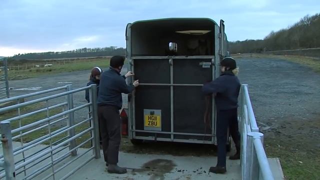 Charity rescues horses from remote Scottish island смотреть онлайн