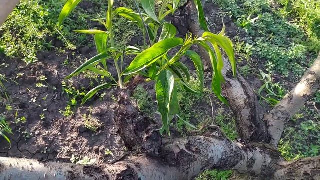 Зелёная обломка. Виды на урожай. Результат химобработок персика от курчавости.