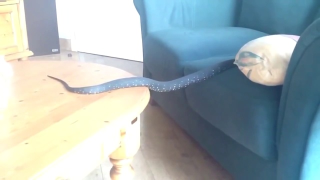 Змея, которая не смогла смотреть онлайн