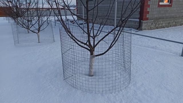 Зимний сад. Защита от зайцев. смотреть онлайн