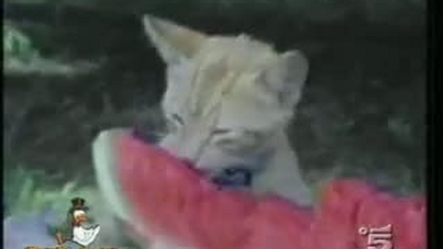 Забавные животные 21 смотреть онлайн