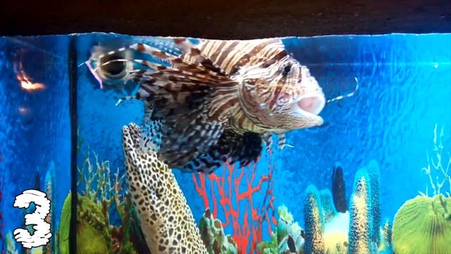 Самые ЯДОВИТЫЕ Рыбы в Мире смотреть онлайн