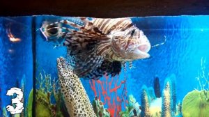 Самые ЯДОВИТЫЕ Рыбы в Мире