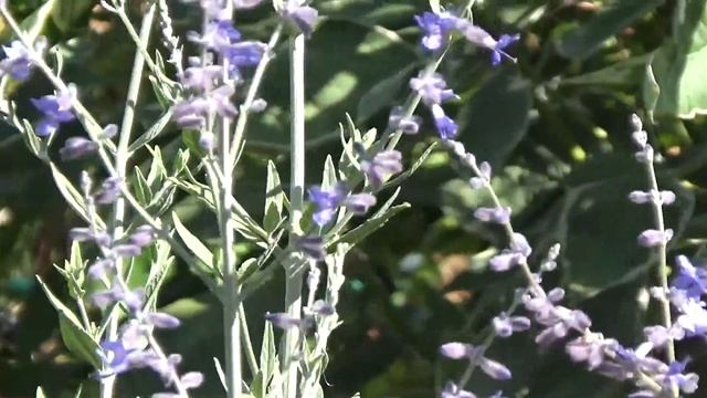 Перовския лебедолистная смотреть онлайн