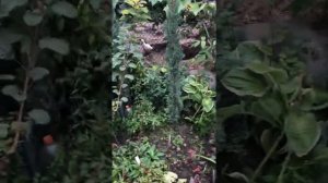 Можжевельник Хорстман и ещё кое какие растения.