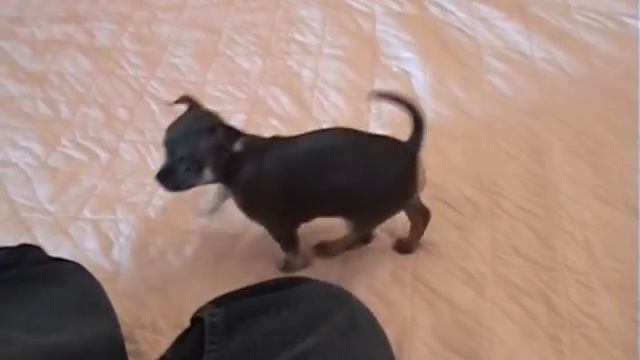 Chihuahua BINDI and Blue Girl puppy (Best).dv смотреть онлайн