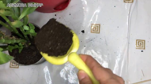 Каланхоэ ГҮЛДЕМЕСЕ,жапырақтары МАЙДАЛАНСА қиюдың 3 әдісін қолдан❗️❗️❗️ смотреть онлайн