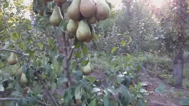 Груша раннезимний сорт Конференция (pear Conference). Мировой лидер по продаже плодов. смотреть онлайн