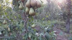 Груша раннезимний сорт Конференция (pear Conference). Мировой лидер по продаже плодов.