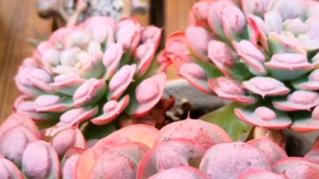 多肉植物资料39-雨滴 Echeveria Rain drops смотреть онлайн