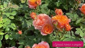 ЗАКАЗ РОЗ НА ВЕСНУ, РОЗА ФРИ СПИРИТ/ FREE SPIRIT TANTAU ГЕРМАНИЯ ?? 2010 г