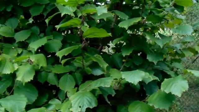 Валерий Железов. Вишни и Черешни в саду Железова. смотреть онлайн