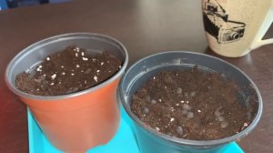 Мирабилис, сеем на рассаду в кипяток (часть 2). Как выглядит рассада. Mirabilis.