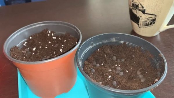 Мирабилис, сеем на рассаду в кипяток (часть 2). Как выглядит рассада. Mirabilis.