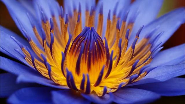 ЖЕНСКАЯ ЭНЕЕРГИЯ: Ты - Женщина смотреть онлайн