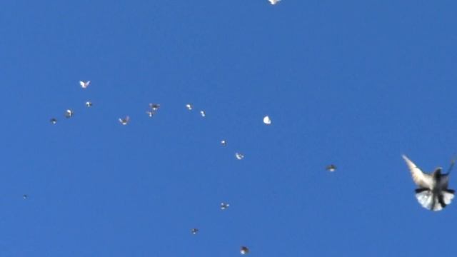 голуби слава зимовники смотреть онлайн