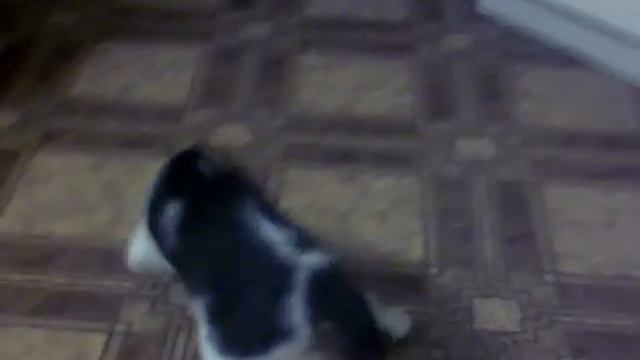 Кот дерет линолеум смотреть онлайн