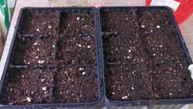 Посадка и уход за огурцами