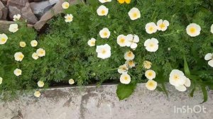 СЕЕМ ПРОВЕРЕННЫЕ СЕМЕНА ЦВЕТОВ СРАЗУ В ГРУНТ БЕЗ ВСЯКИХ ЗАМОРОЧЕК🌸🌼🌺ЦВЕТЫ НА ЛЕТНИЙ СЕЗОН 2024г.