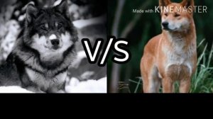 Кто сильнее серый волк или динго //волк против динго//(ANIMALS BATTLE BIT).