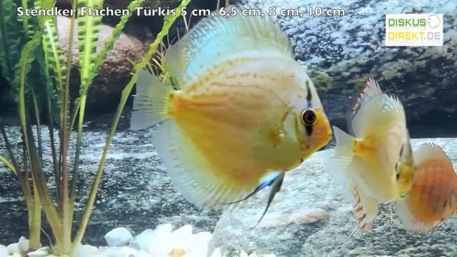 5 cm, 6,5 cm, 8 cm und 10 cm Stendker Flächen Türkis Diskusfische смотреть онлайн