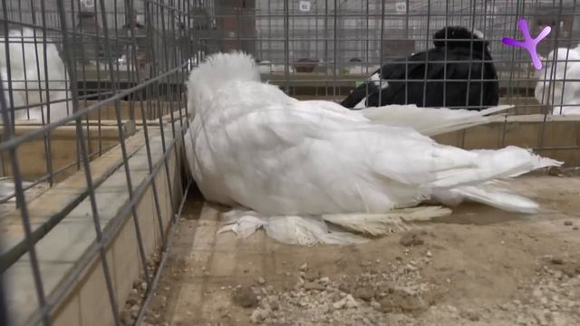 Выставка голубей в Воронеже/Pigeons Show at Voronezh (Russia) 2013.11.23-24 Часть/Part 2 из/of 4 смотреть онлайн