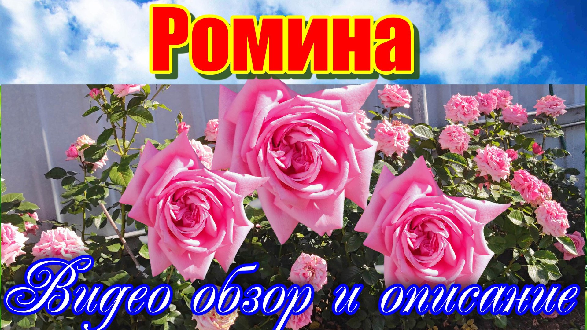 Обзор розы Ромина (Чайно гибридная) - Romina (Tаntau 2015) смотреть онлайн