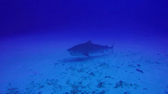 Epic S3 D6 A Hungry Tiger Shark Appears смотреть онлайн