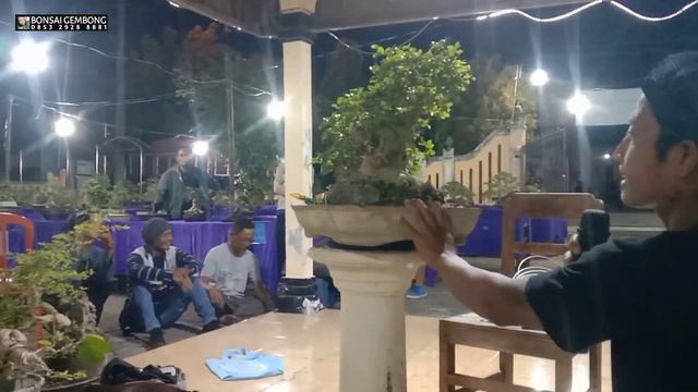 Review Bonsai Serut Surealis Style (Streblus Asper) смотреть онлайн