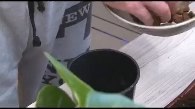 Сергей Богатский: Как пересадить антуриум смотреть онлайн