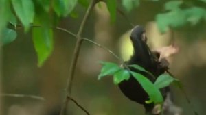 Life could be dream, monkey edition (full song)