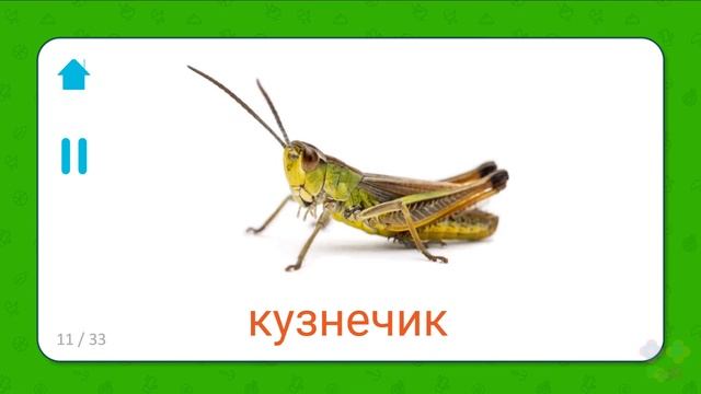 Учим названия Животных теплых стран Карточки смотреть онлайн
