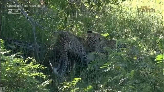 Wild Earth ~ Two Leopard Cubs смотреть онлайн
