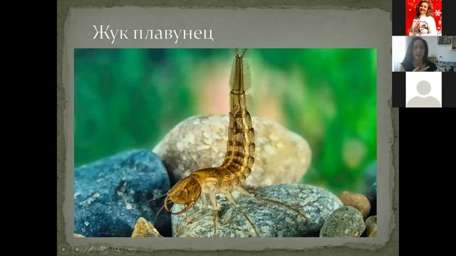 Летние обитатели водоемов смотреть онлайн