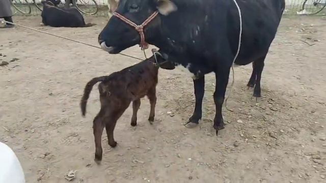 Якшанбебозор нархи гуначинои бугуз гови ширте букача гусола 5 декабря 2021 г. смотреть онлайн