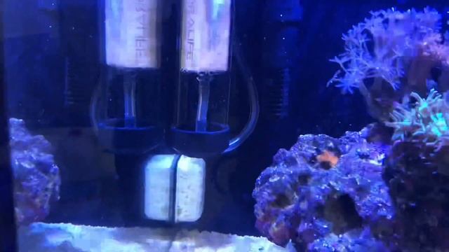 Most effective and affordable protein skimmer for just $22 смотреть онлайн