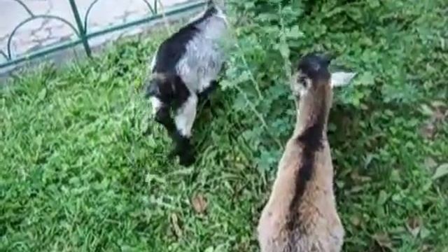 самый большой контактный зоопарк В Москве, 8 (965)380-13-11 смотреть онлайн