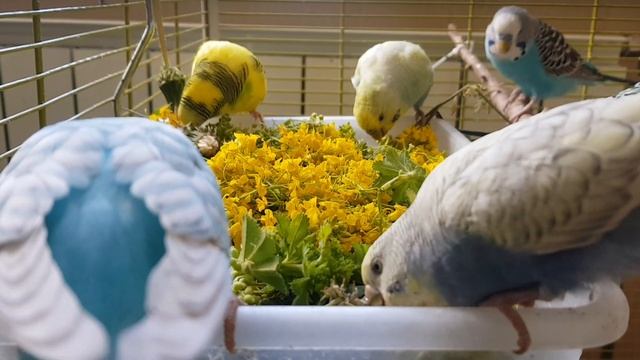 ЛЮБЛЮ МОКРИЦУ! СТИШОК ДЛЯ ОБУЧЕНИЯ ПОПУГАЯ ГОВОРИТЬ. УРОК ДЛЯ ПОПУГАЯ. смотреть онлайн