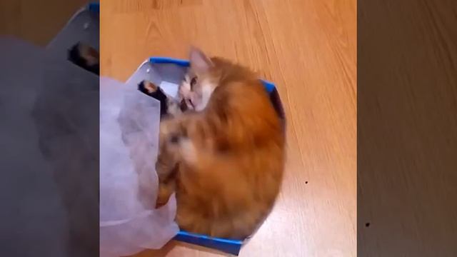 Кошка любит коробки смотреть онлайн