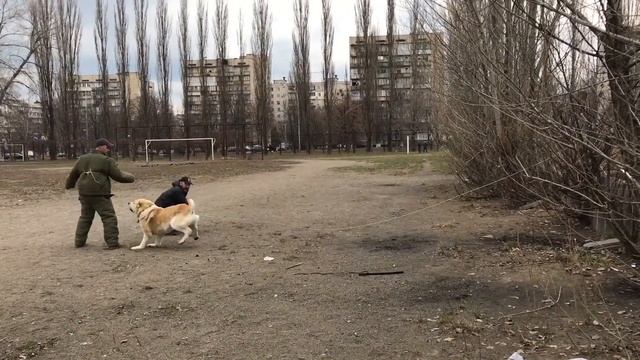 Элитные Бойцовские Щенки: Грузинская Горная Собака/Грузинская овчарка/Нагази смотреть онлайн