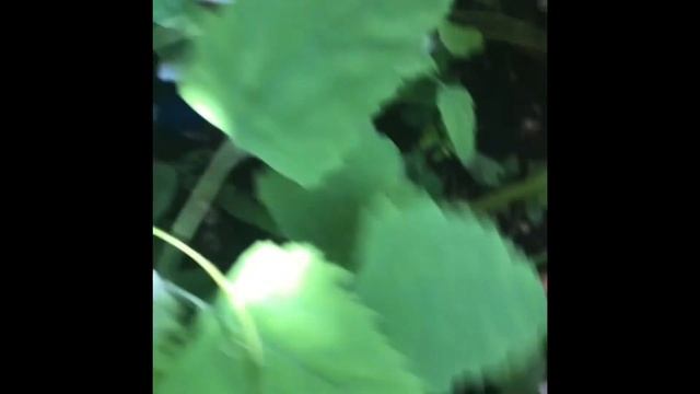 Pokeweed /PHYTOLACCA Americana смотреть онлайн