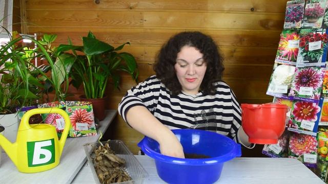 Проращивание георгинов: как заставить георгины цвести с самого начала лета смотреть онлайн