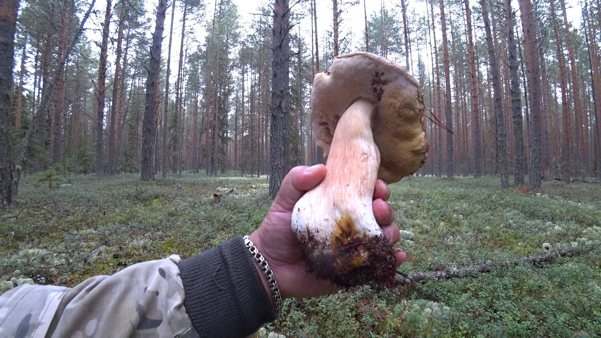 ГРИБНОЕ БЕЗУМИЕ, КИЛОГРАММОВЫЕ БОРОВИКИ ПРЯМО У ДОРОГИ! ПОЧИСТИЛ ДОРОГУ ОТ МУСОРА, СБОР ГРИБОВ 2024! смотреть онлайн