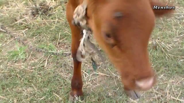 Морские собаки, бычок, судьба, море смотреть онлайн