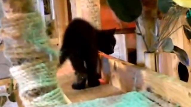 Котенок, девочка, 2 месяца. В добрые руки! смотреть онлайн