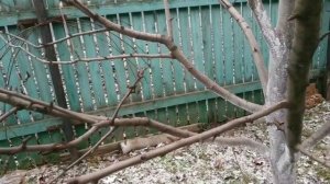 Как правильно обрезать и укорачивать ветки плодовых деревьев?