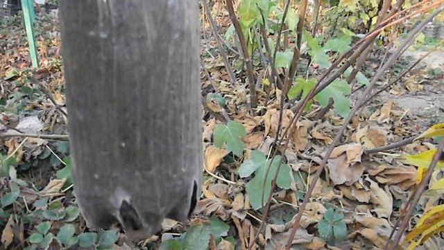 Сажаем Азимину правильно. смотреть онлайн