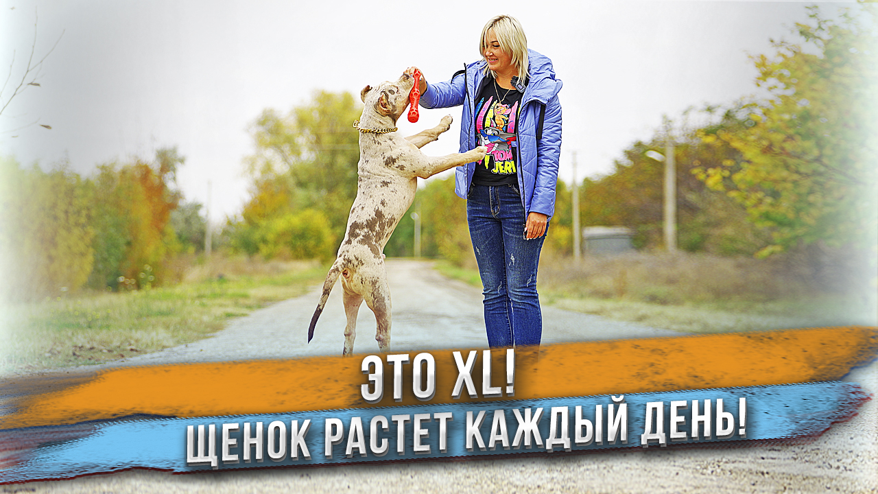 Американский Булли XL или Немецкая Овчарка? смотреть онлайн