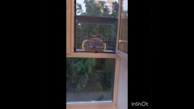 Кошачий балкончик за 4500 рублей и ни копейкой больше ! А так же делаем Ремонт Любых Окон. смотреть онлайн